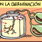 El 2019 y la germinación